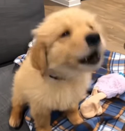 😠 Стикер «Golden Retriever» для Telegram