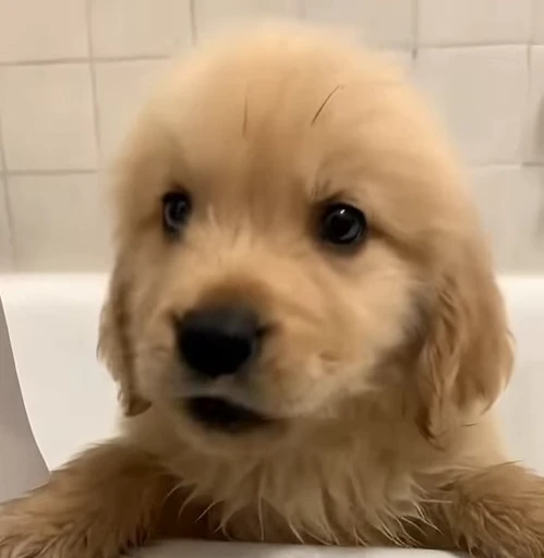 🥺 Стикер «Golden Retriever» для Telegram