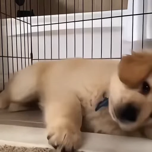 🥺 Стикер «Golden Retriever» для Telegram