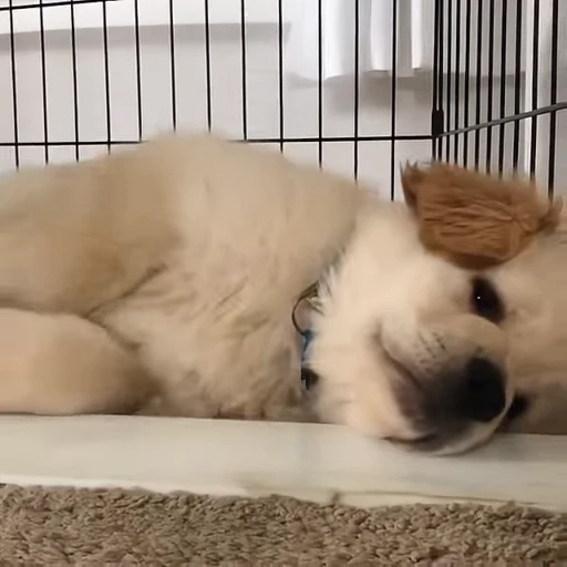 🥺 Стикер «Golden Retriever» для Telegram