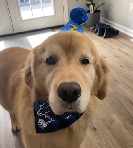 🥳 Стикер «Golden Retriever» для Telegram