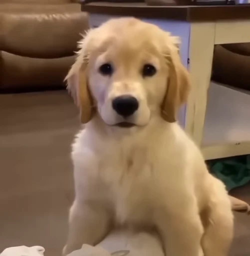 😉 Стикер «Golden Retriever» для Telegram