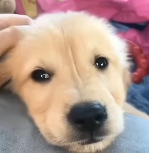 😔 Стикер «Golden Retriever» для Telegram