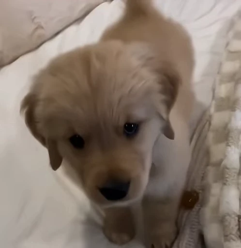 🥺 Стикер «Golden Retriever» для Telegram