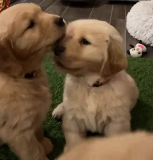 💗 Стикер «Golden Retriever» для Telegram