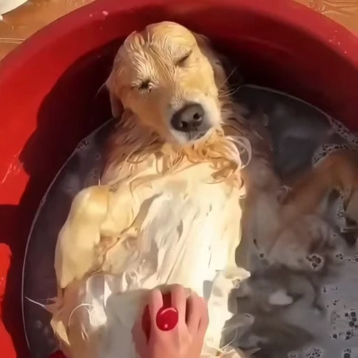 😌 Стикер «Golden Retriever» для Telegram