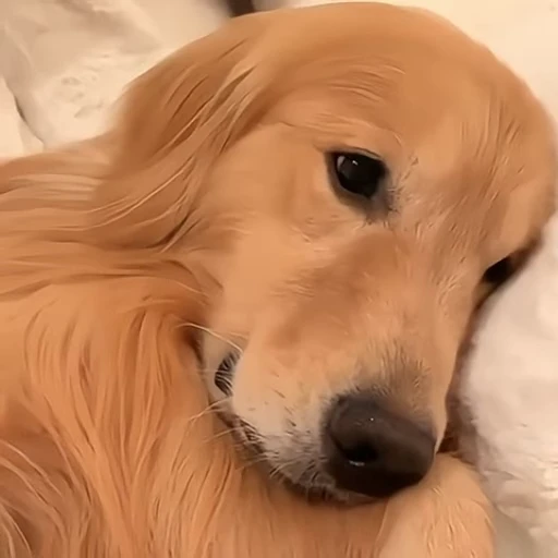 🥺 Стикер «Golden Retriever» для Telegram