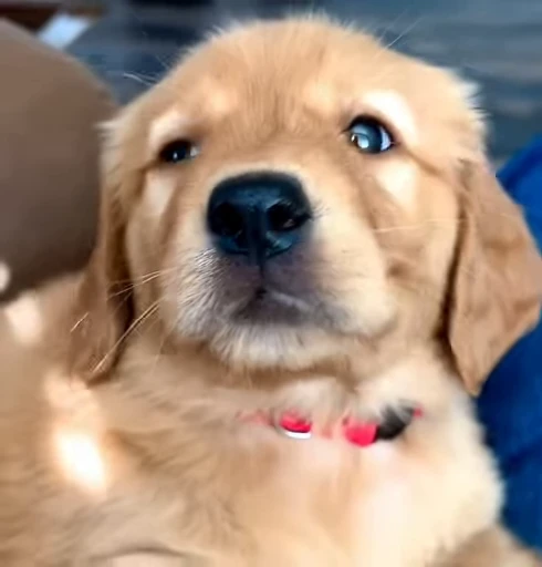 🥺 Стикер «Golden Retriever» для Telegram