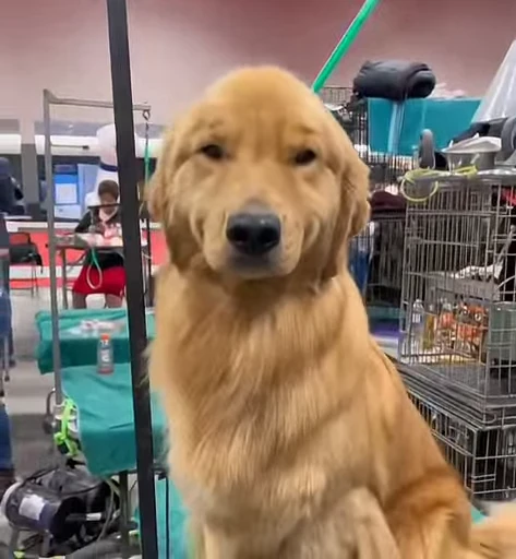 🥰 Стикер «Golden Retriever» для Telegram