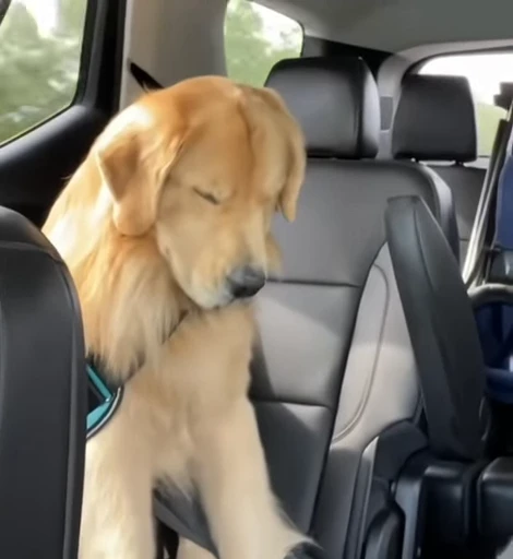 💤 Стикер «Golden Retriever» для Telegram