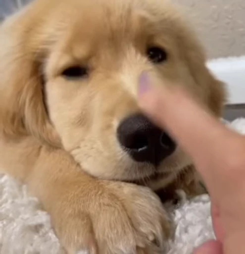 🥺 Стикер «Golden Retriever» для Telegram