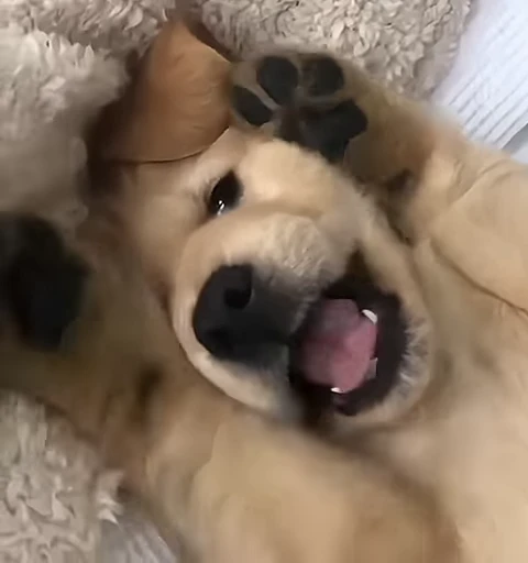 🤭 Стикер «Golden Retriever» для Telegram