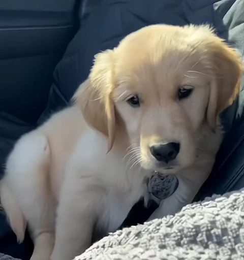 🥺 Стикер «Golden Retriever» для Telegram