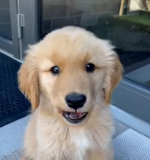 🧐 Стикер «Golden Retriever» для Telegram