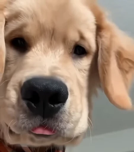 🧐 Стикер «Golden Retriever» для Telegram