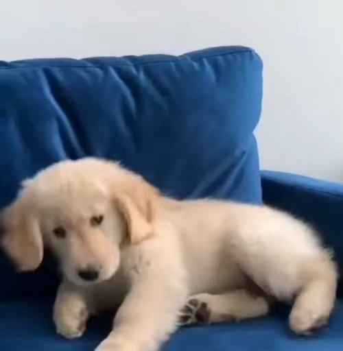 🥰 Стикер «Golden Retriever» для Telegram
