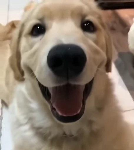 🥺 Стикер «Golden Retriever» для Telegram