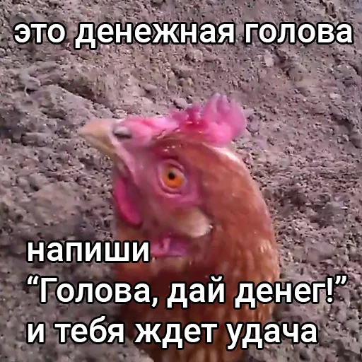 Стикерпак Голова, дай денег! для Telegram