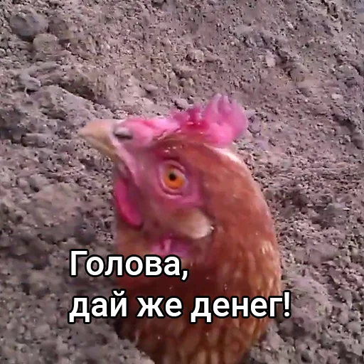 🙏 Стикер «Голова, дай денег!» для Telegram