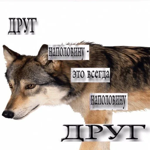 🐺 Стикер «دودة الكرز» для Telegram