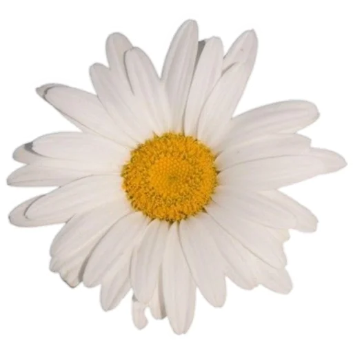 🌼 Стикер «Baby» для Telegram