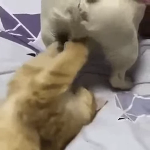 😺 Стикер «Kitten» для Telegram