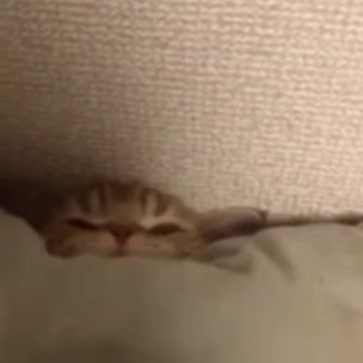😺 Стикер «Kitten» для Telegram