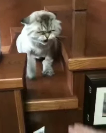 😺 Стикер «Kitten» для Telegram