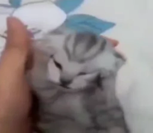 😺 Стикер «Kitten» для Telegram
