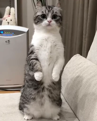 😺 Стикер «Kitten» для Telegram