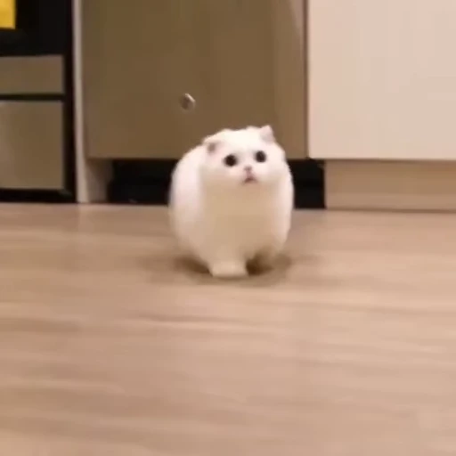 😺 Стикер «Kitten» для Telegram