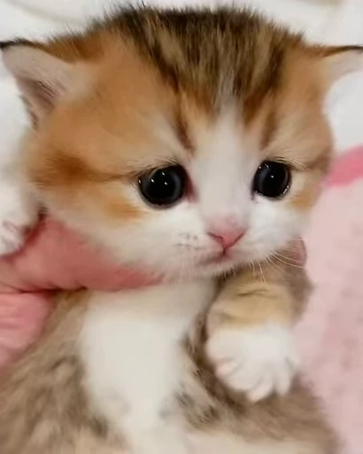 😺 Стикер «Kitten» для Telegram