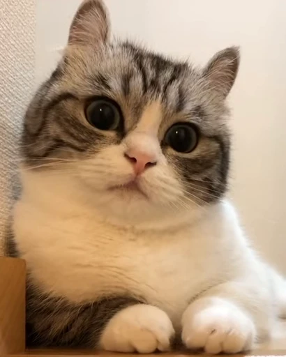 😺 Стикер «Kitten» для Telegram
