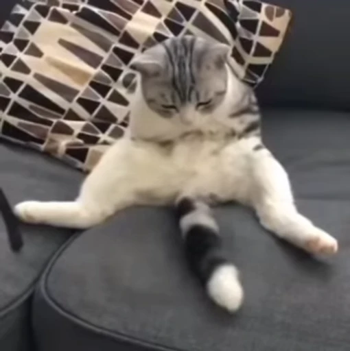 😺 Стикер «Kitten» для Telegram