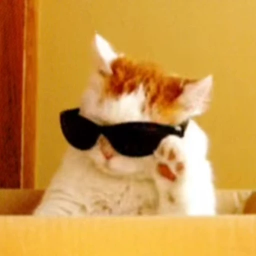 😺 Стикер «Kitten» для Telegram