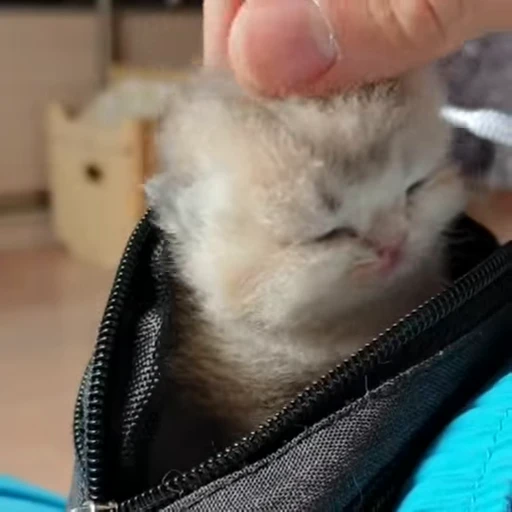 😺 Стикер «Kitten» для Telegram