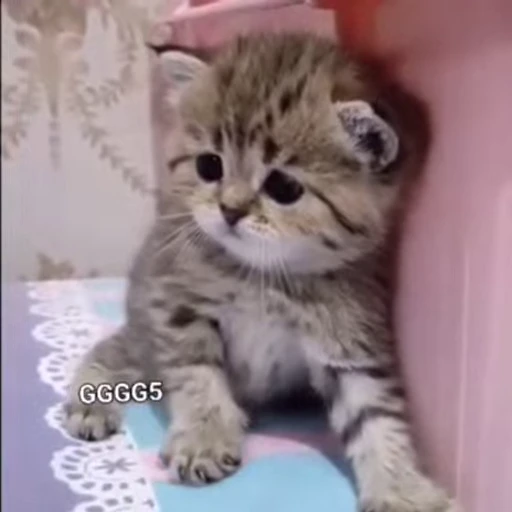 😺 Стикер «Kitten» для Telegram