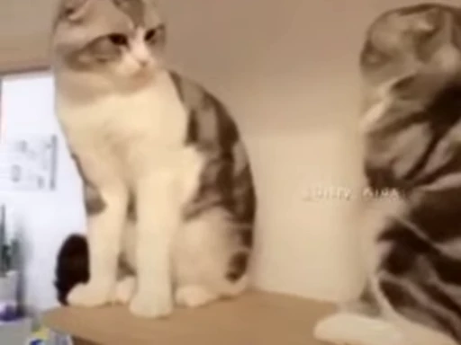 😺 Стикер «Kitten» для Telegram