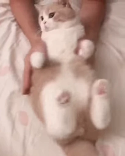 😺 Стикер «Kitten» для Telegram