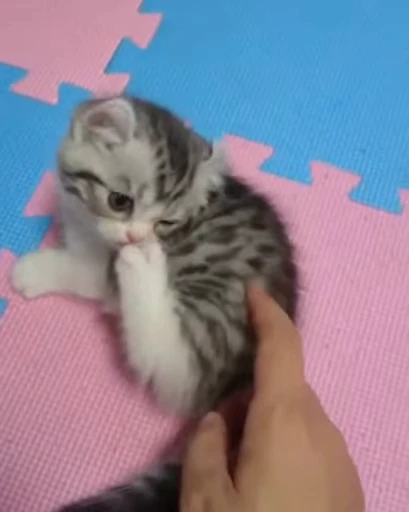😺 Стикер «Kitten» для Telegram