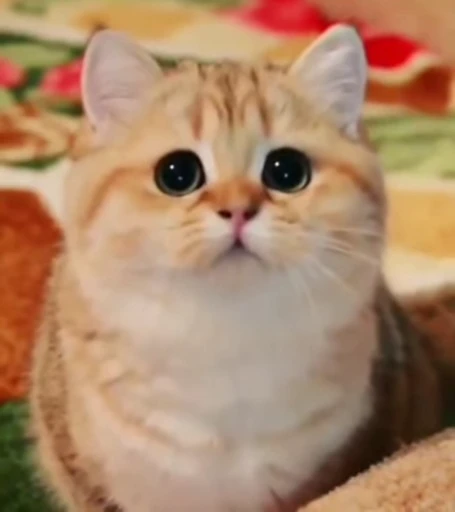 😺 Стикер «Kitten» для Telegram