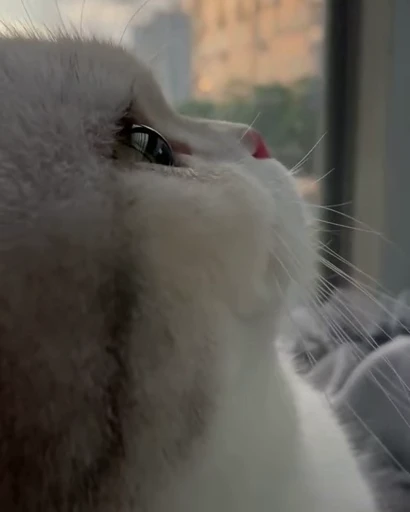 😺 Стикер «Kitten» для Telegram