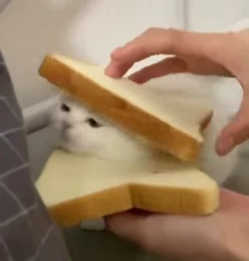 😺 Стикер «Kitten» для Telegram