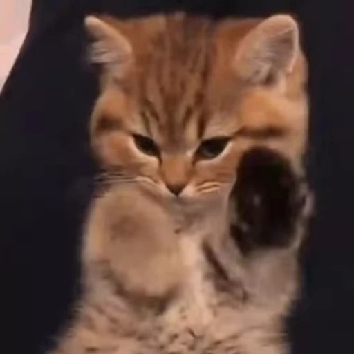 😺 Стикер «Kitten» для Telegram