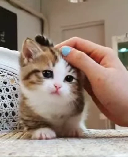 😺 Стикер «Kitten» для Telegram