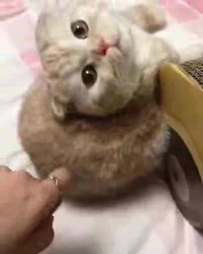 😺 Стикер «Kitten» для Telegram