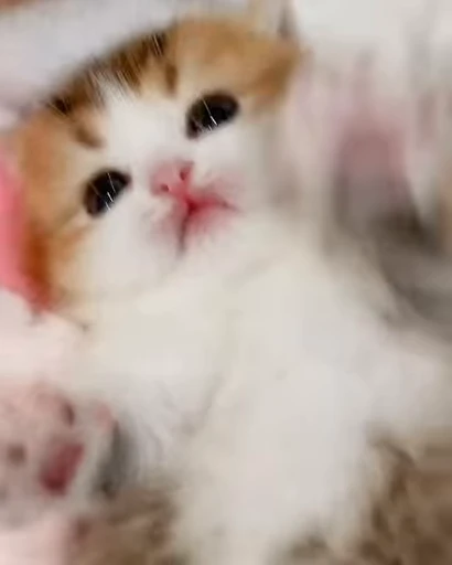 😺 Стикер «Kitten» для Telegram