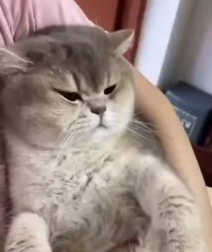 😺 Стикер «Kitten» для Telegram