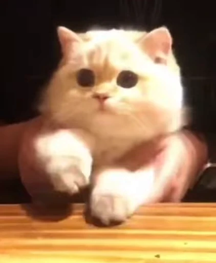 😺 Стикер «Kitten» для Telegram