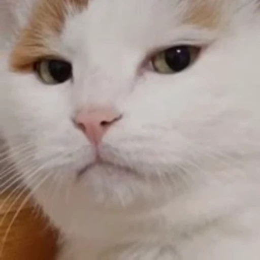 😺 Стикер «Kitten» для Telegram